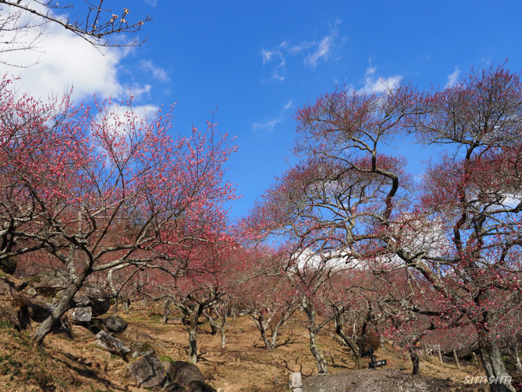 筑波山梅林　梅まつり