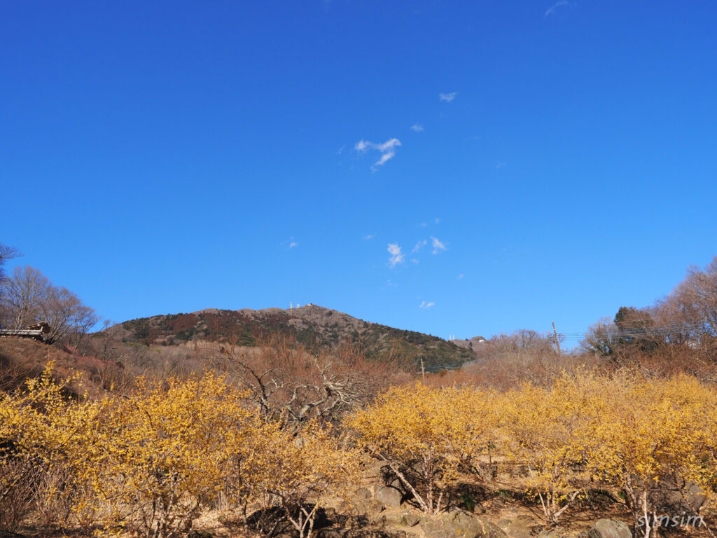 筑波山梅林　梅まつり