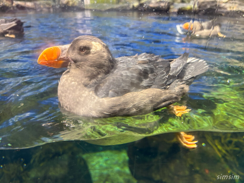 鴨川シーワールド　エトピリカ