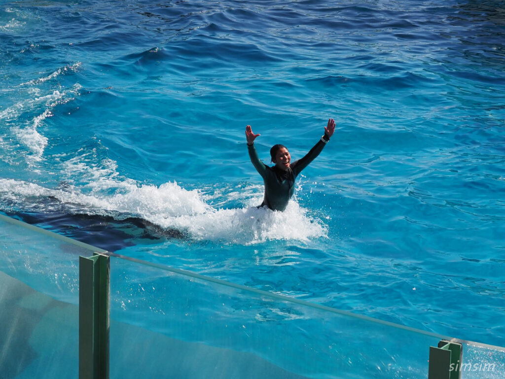 鴨川シーワールド　シャチショー