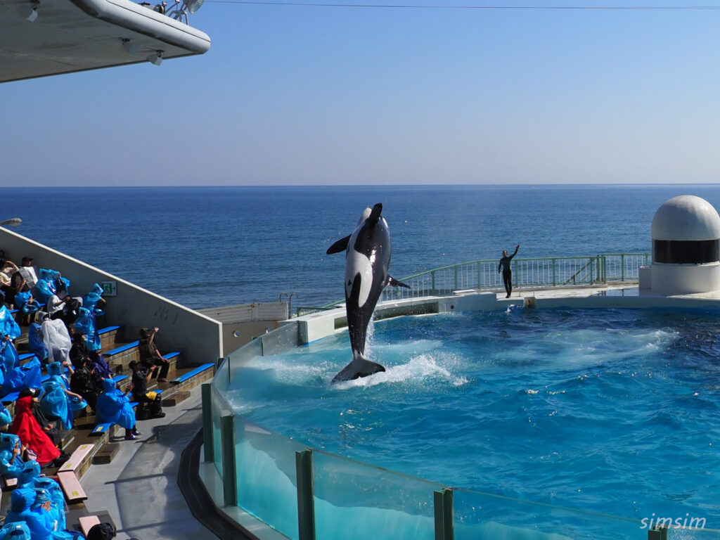 鴨川シーワールド　シャチショー