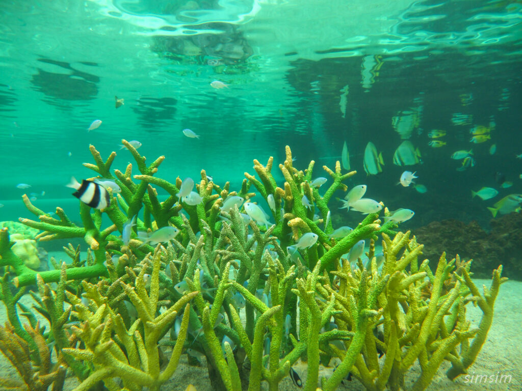 鴨川シーワールド