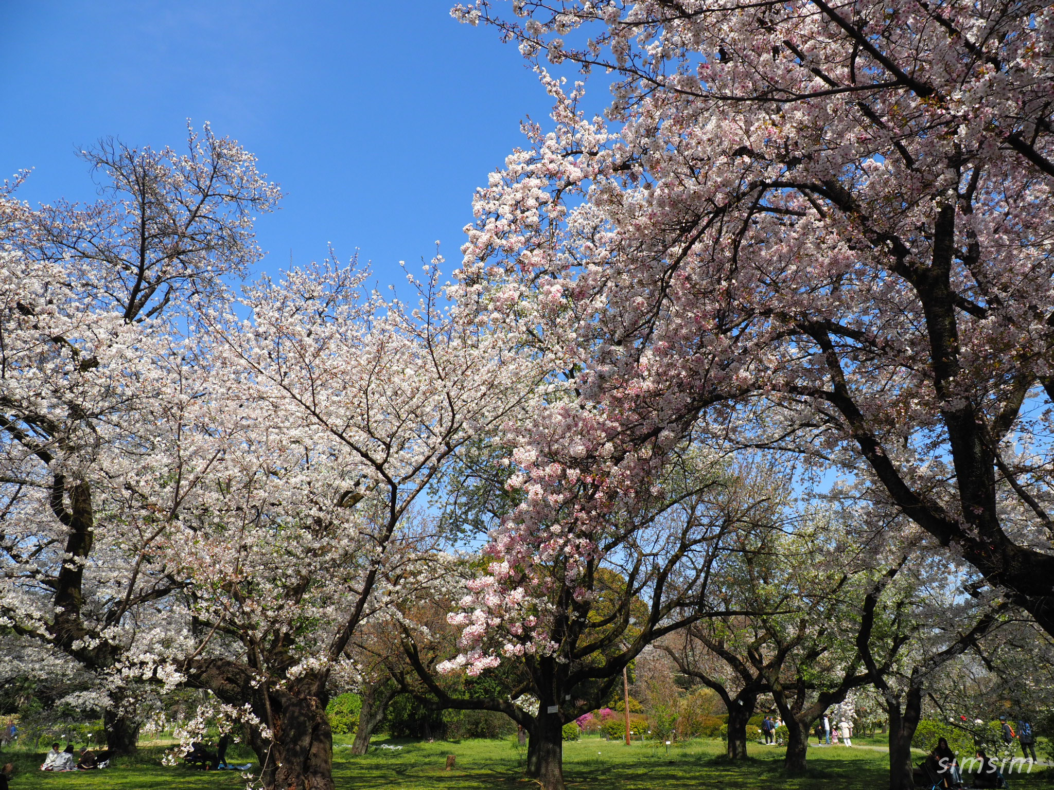 小石川植物園　花見