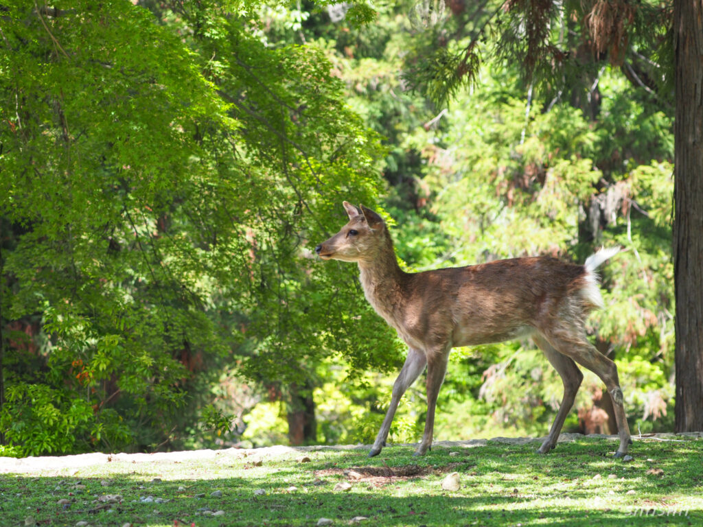 奈良公園 鹿