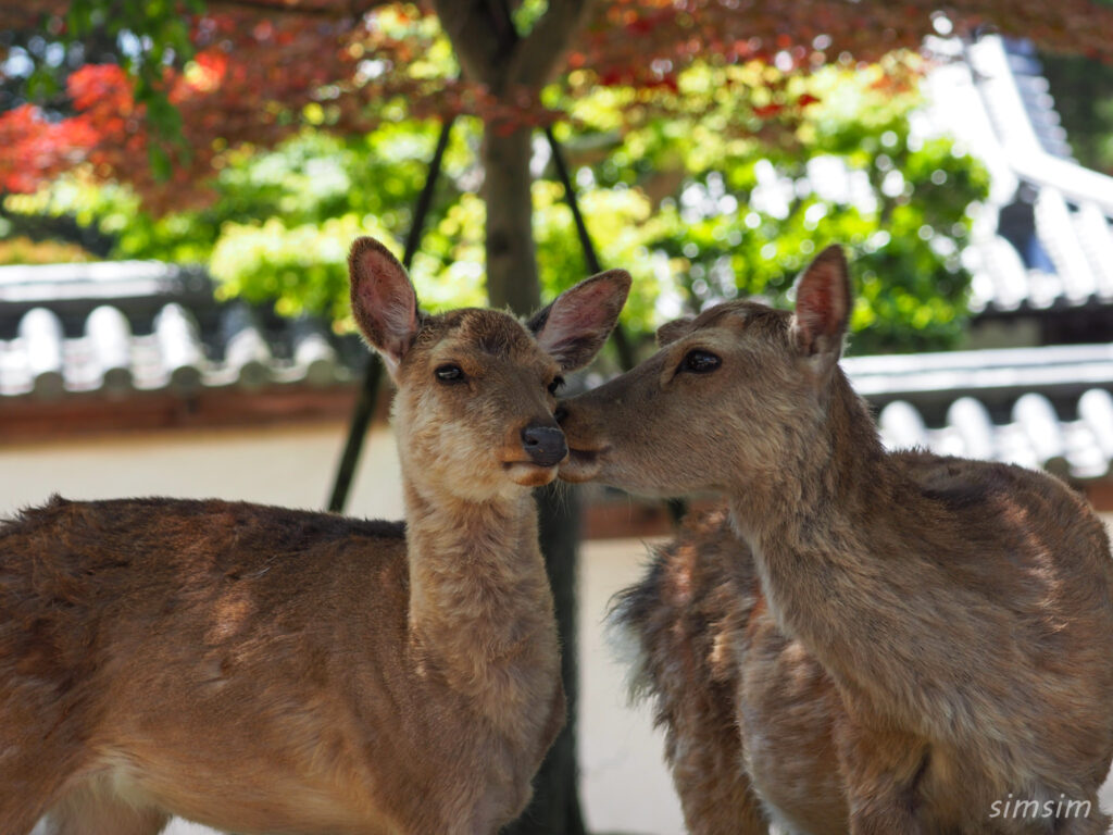 奈良公園 鹿