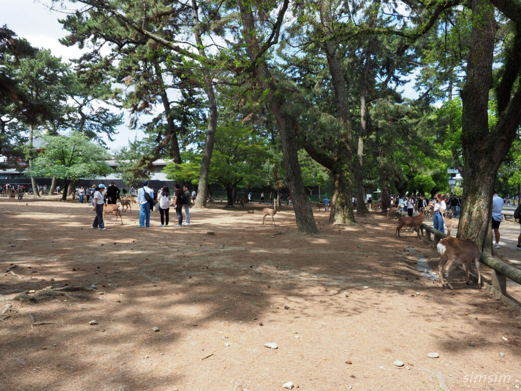奈良公園 鹿