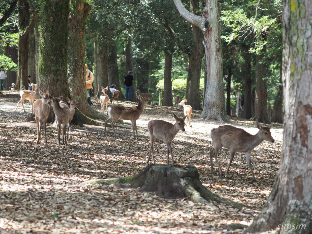 奈良公園 鹿