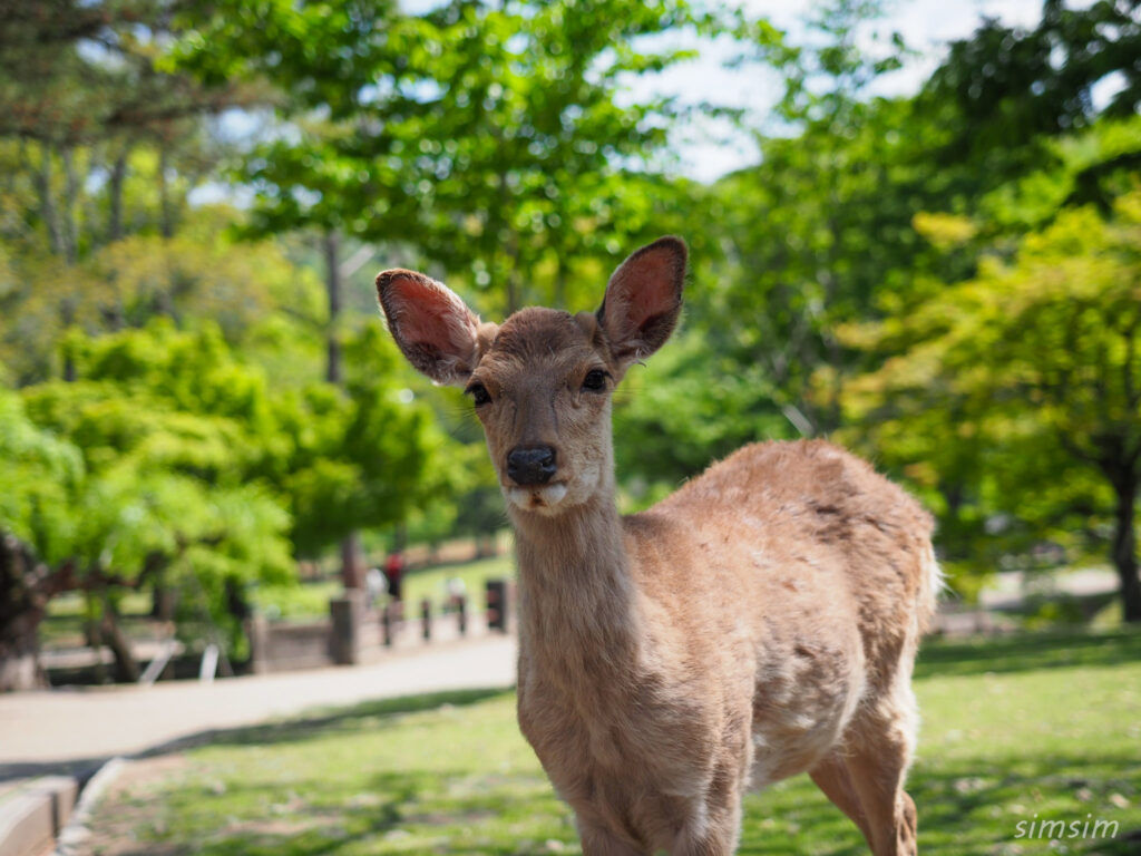 奈良公園 鹿