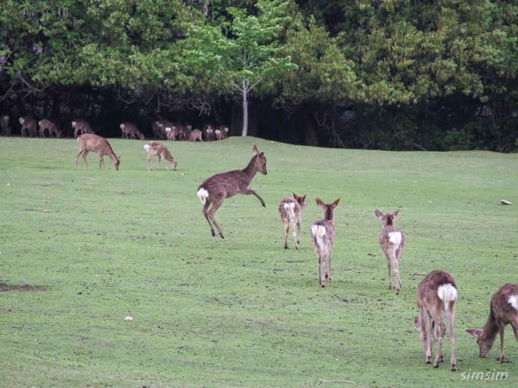 奈良公園 鹿