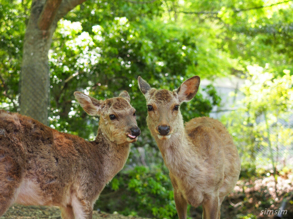 奈良公園 鹿