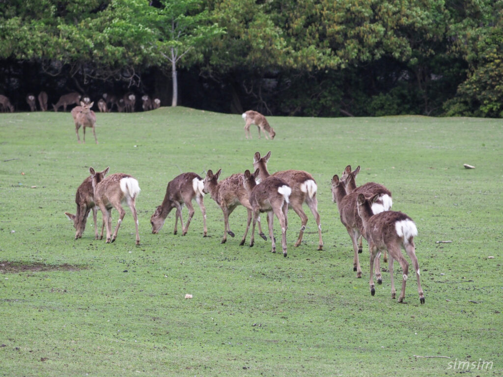 奈良公園 鹿
