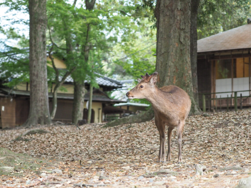 奈良公園 鹿
