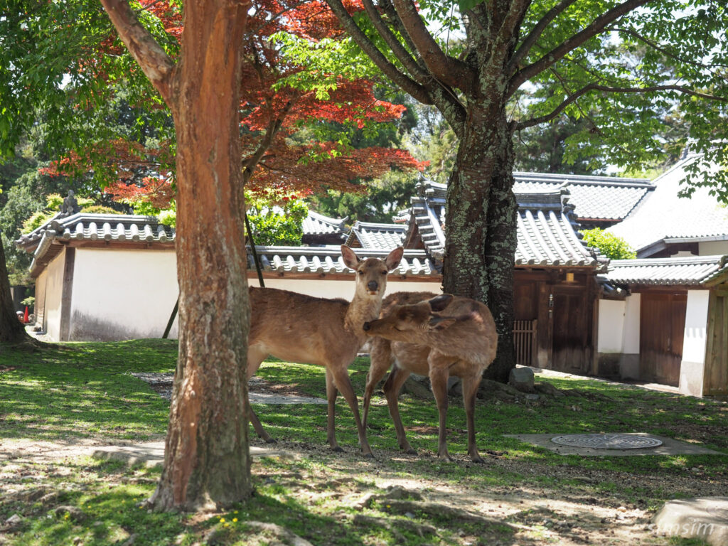 奈良公園 鹿