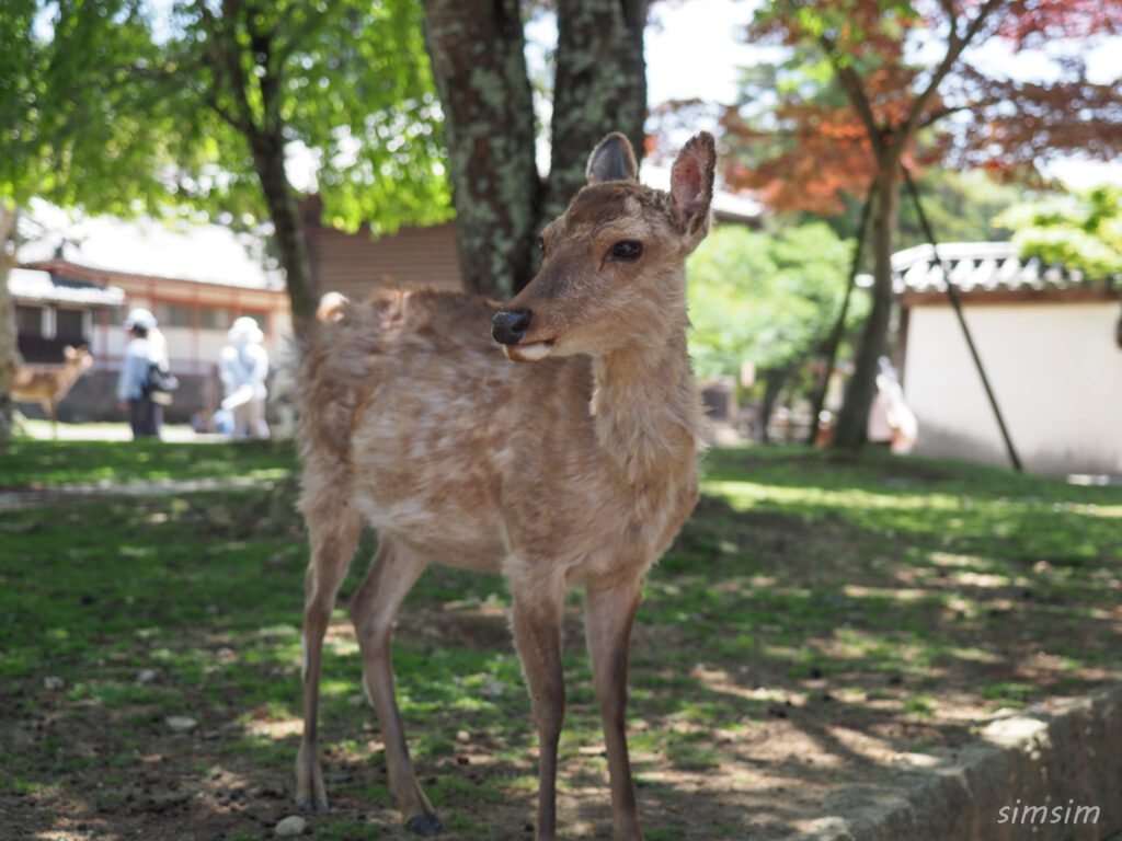 奈良公園 鹿