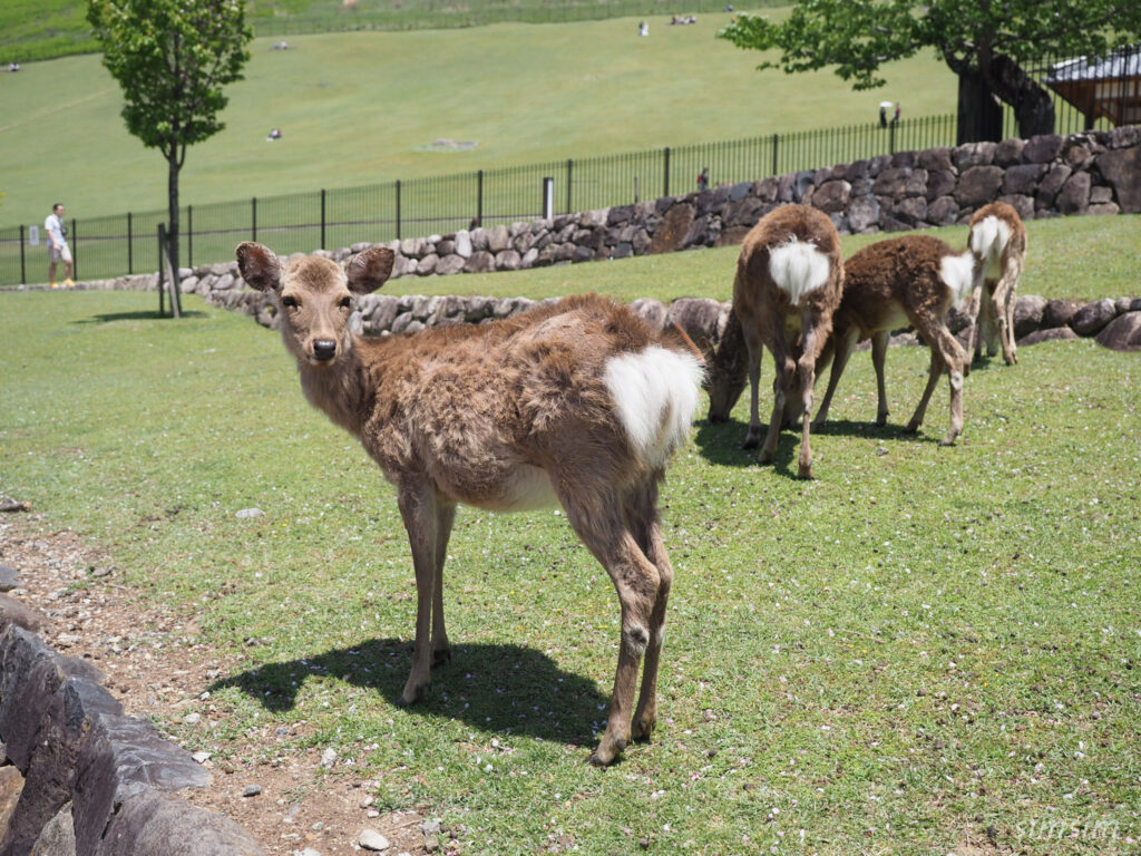 奈良公園 鹿