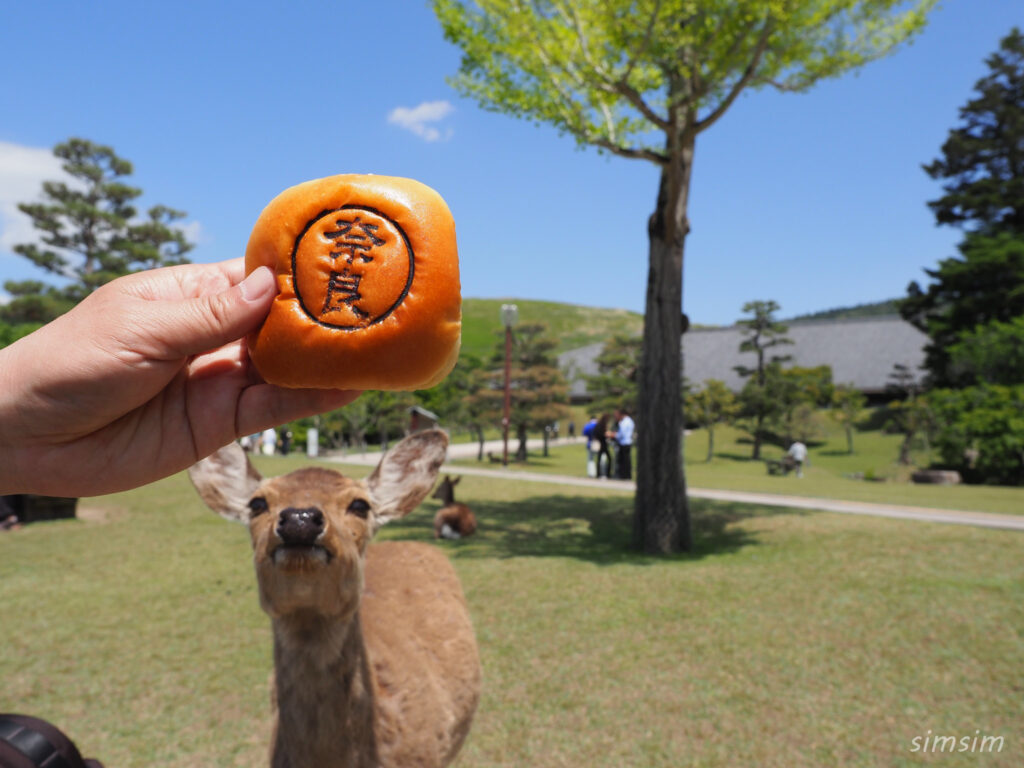 奈良公園 鹿