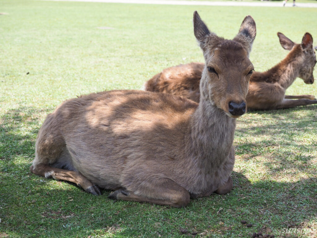 奈良公園 鹿