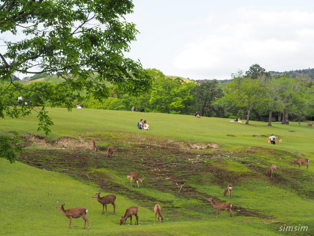 奈良公園 鹿