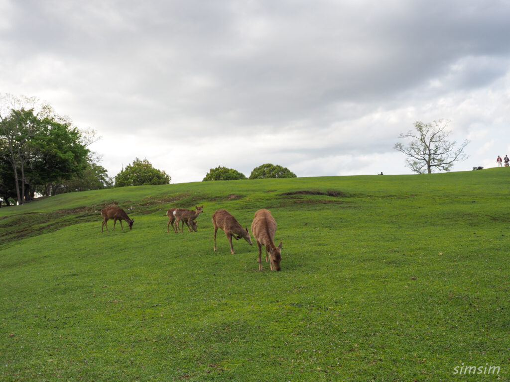 奈良公園 鹿