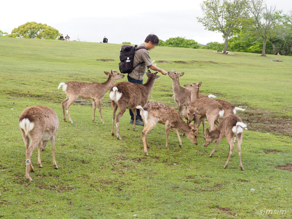 奈良公園 鹿