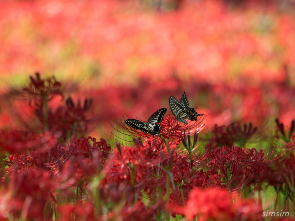 水元公園　曼殊沙華
