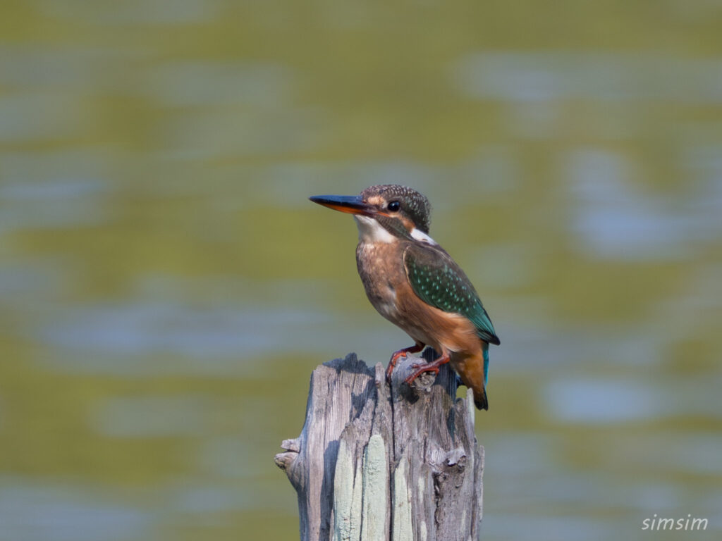 水元公園　カワセミ