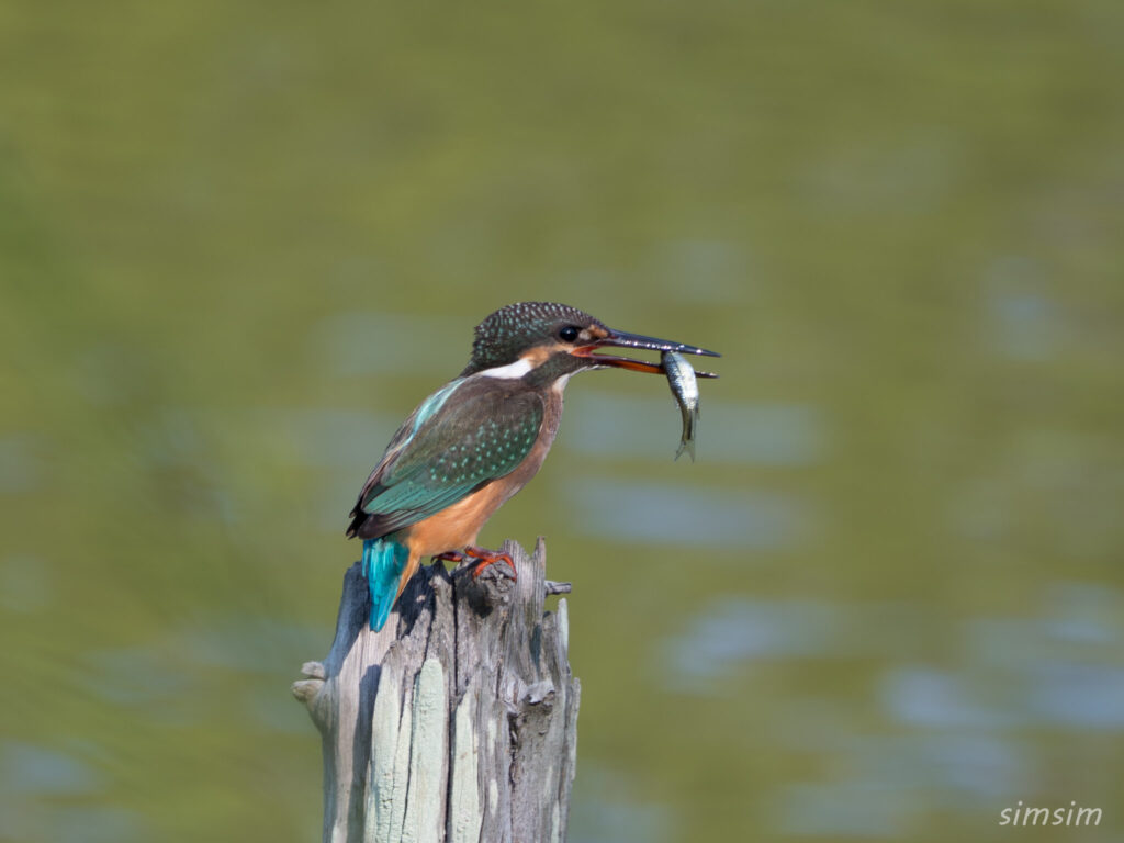 水元公園　カワセミ