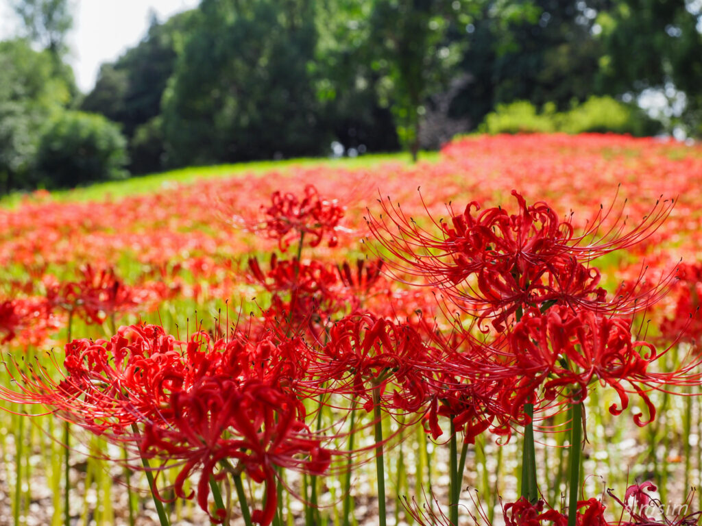 水元公園　曼殊沙華