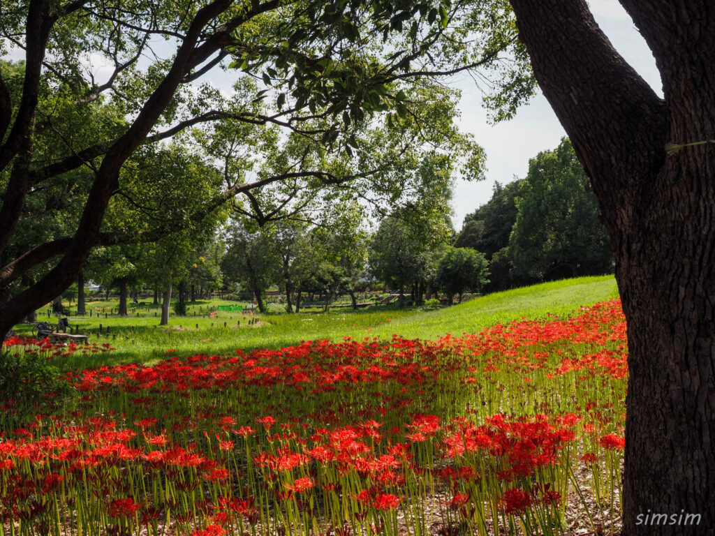 水元公園　曼殊沙華