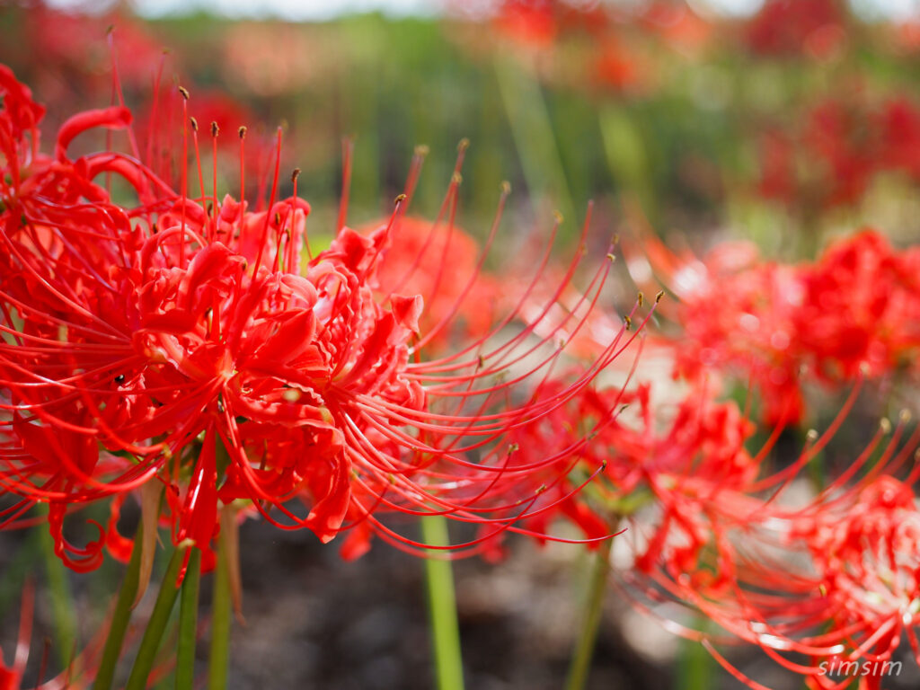 水元公園　曼殊沙華