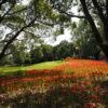水元公園　曼殊沙華