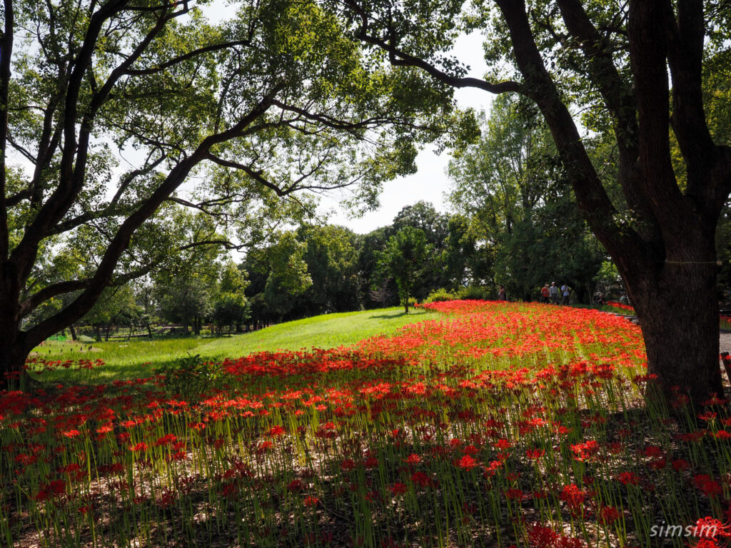 水元公園　曼殊沙華