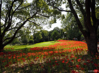 水元公園　曼殊沙華