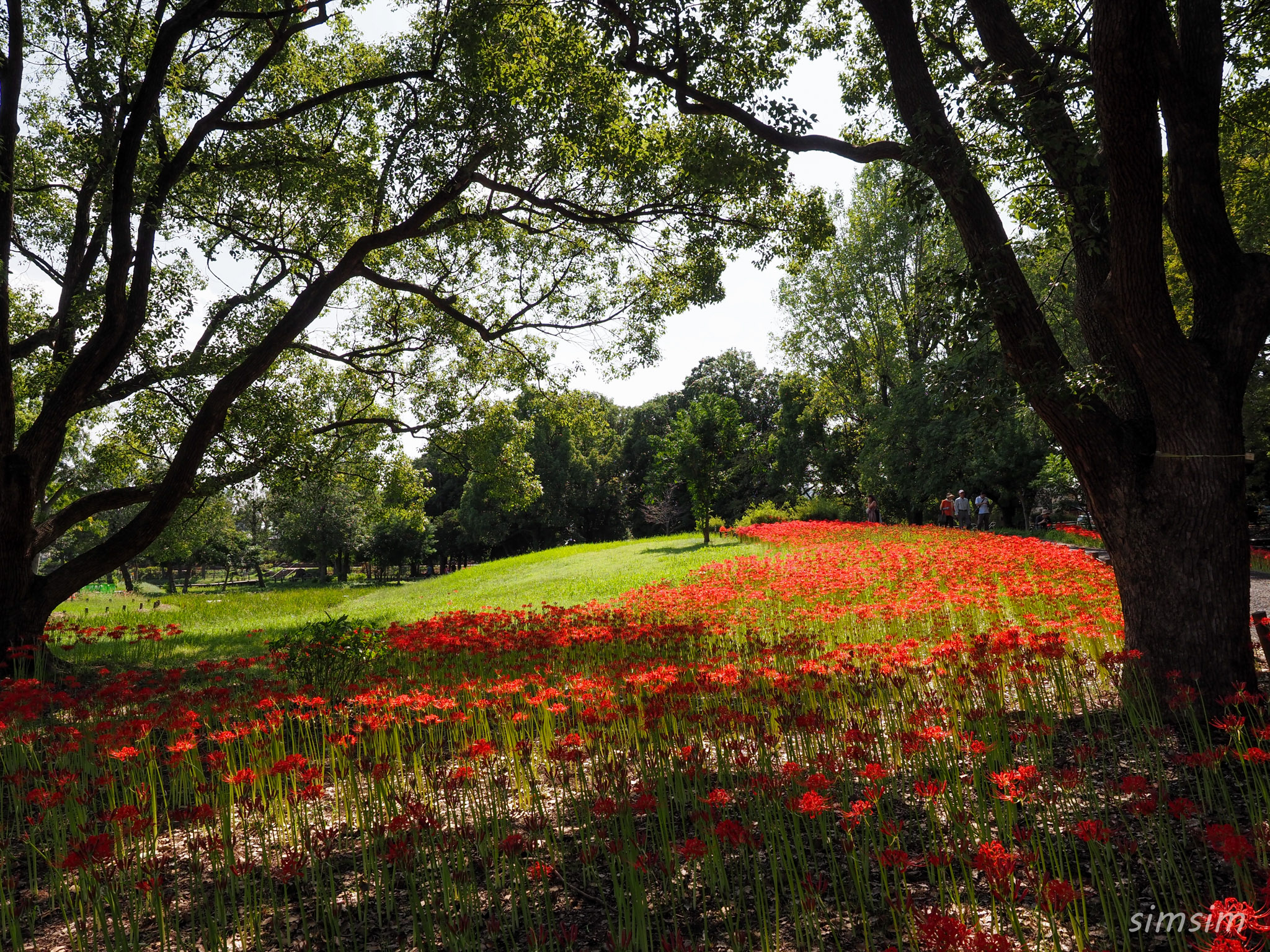 水元公園　曼殊沙華