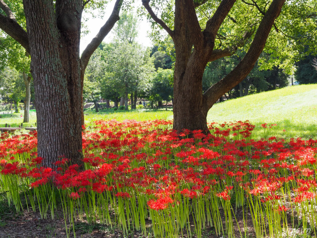 水元公園　曼殊沙華