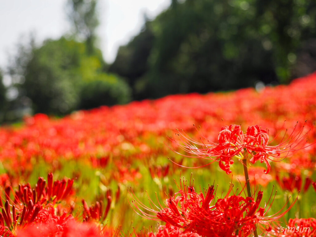 水元公園　曼殊沙華