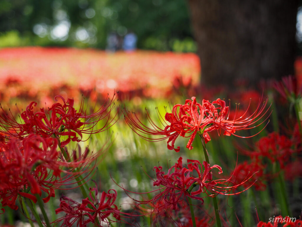 水元公園　曼殊沙華