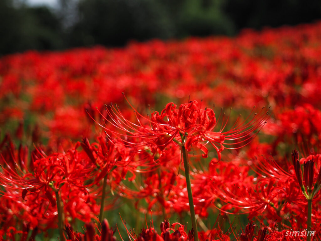 水元公園　曼殊沙華