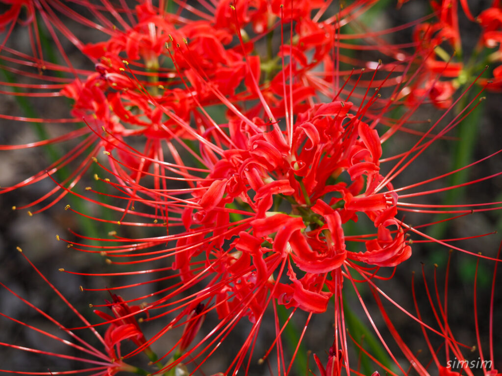 水元公園　曼殊沙華