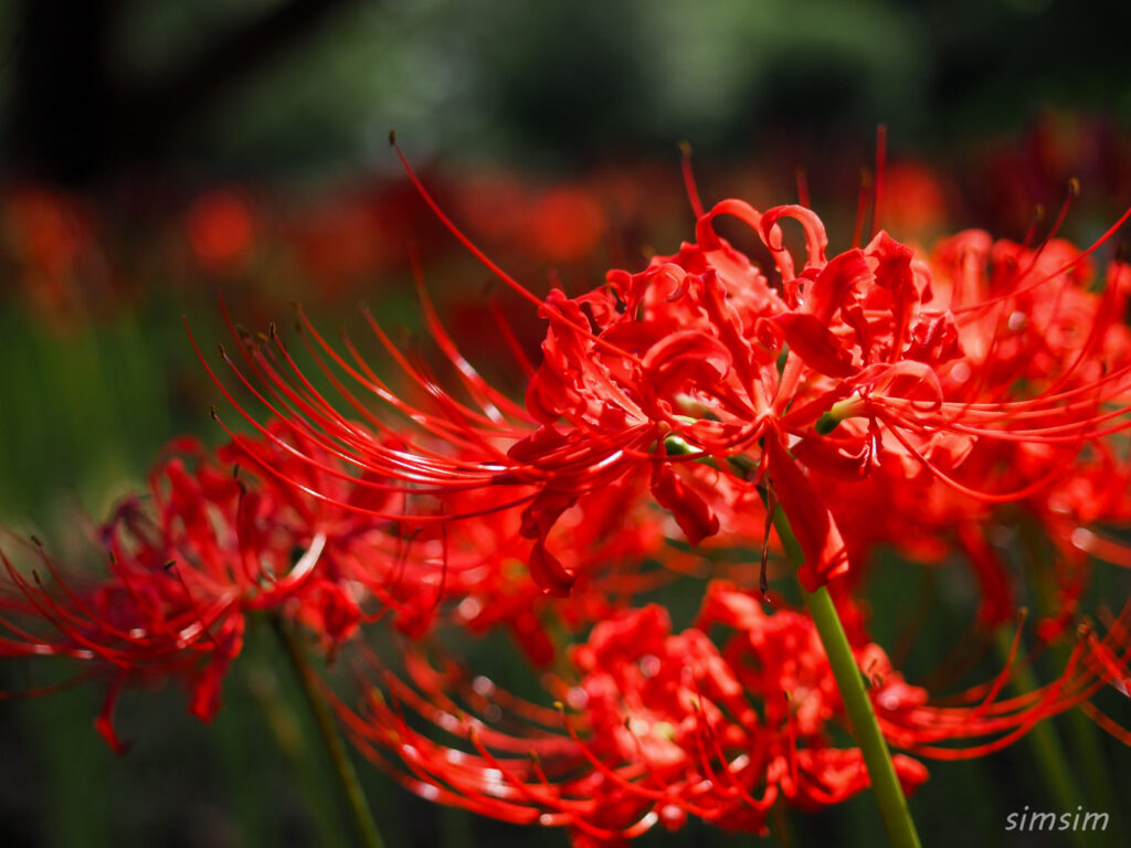 水元公園　曼殊沙華
