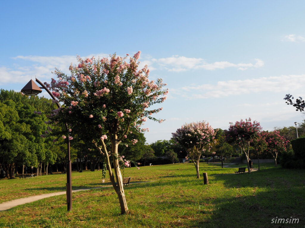 水元公園　サルスベリ