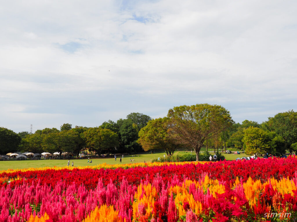 国営武蔵丘陵森林公園ケイトウ