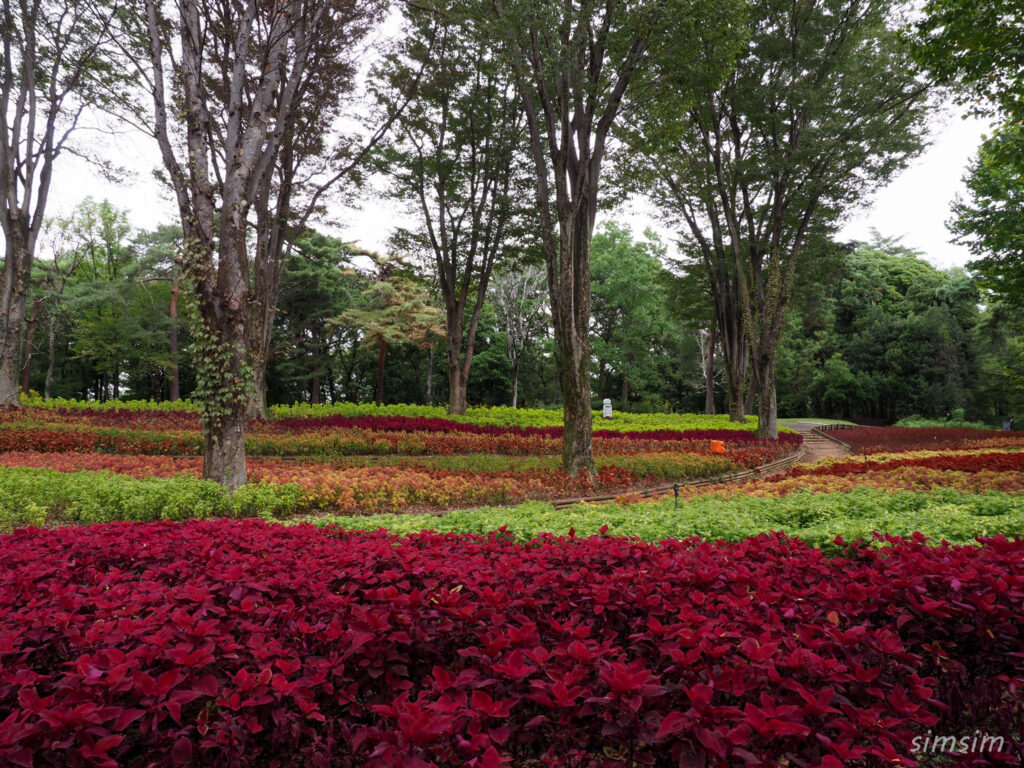 国営武蔵丘陵森林公園コリウス
