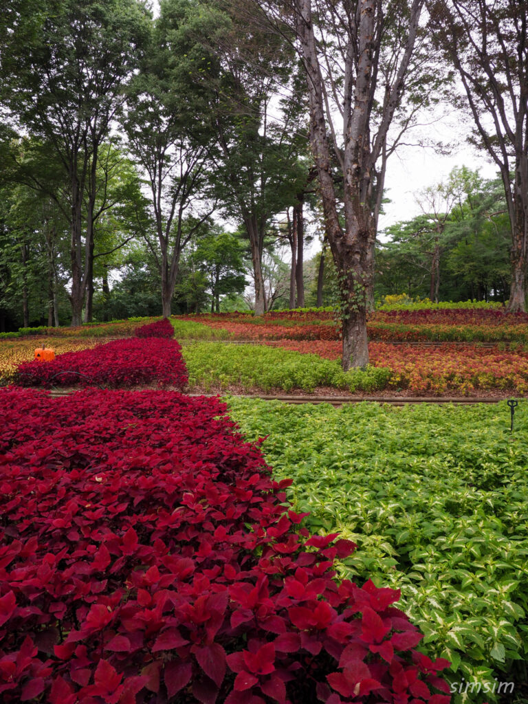 国営武蔵丘陵森林公園コリウス
