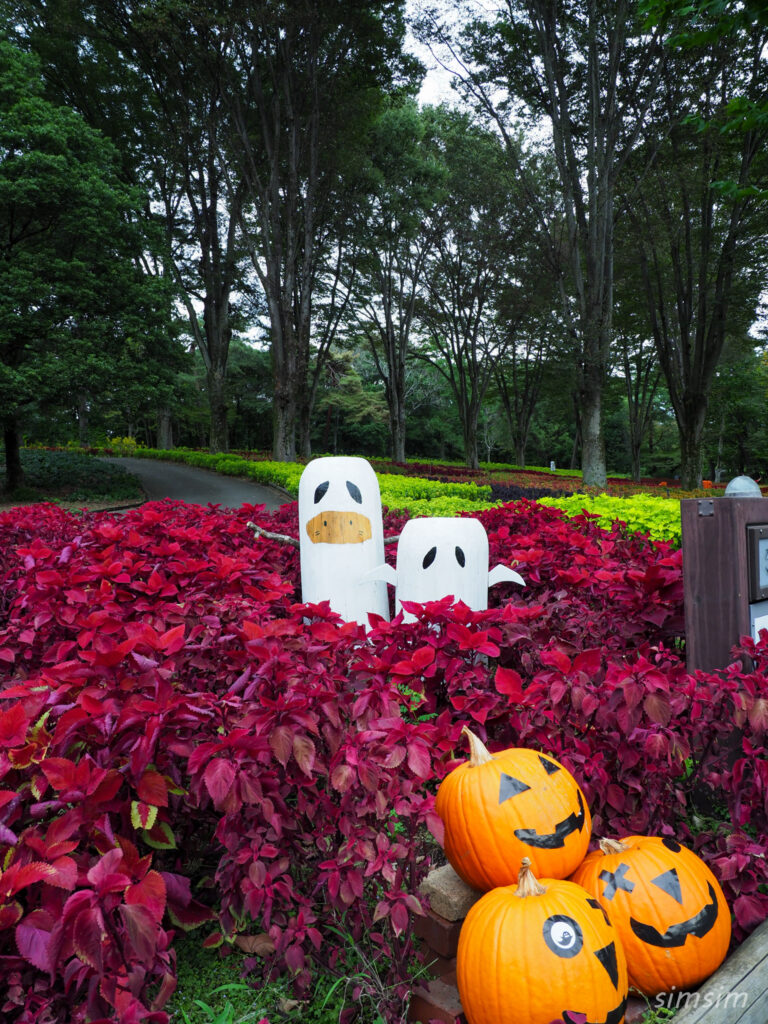 国営武蔵丘陵森林公園コリウス