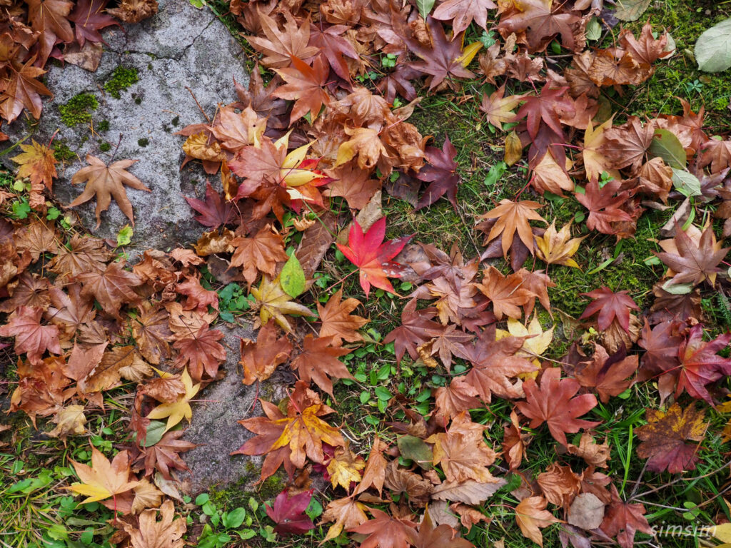 コロモデゲストハウス　庭の雰囲気