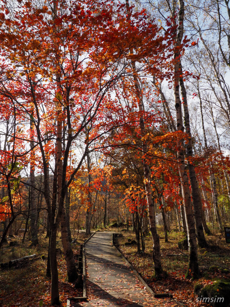 八千穂高原自然園