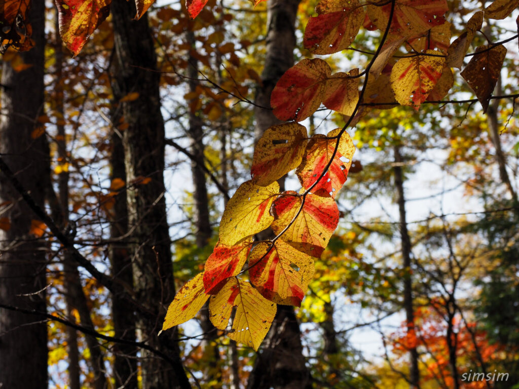 八千穂高原自然園