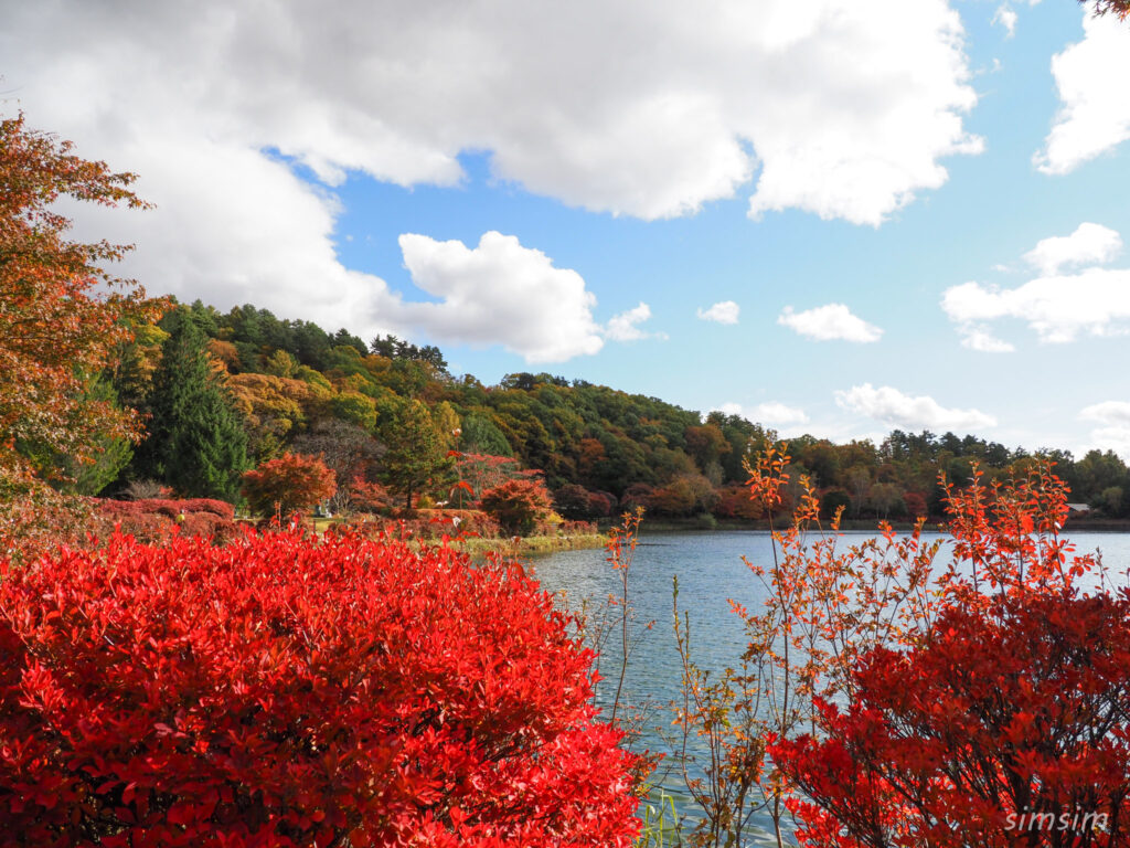 蓼科湖　紅葉