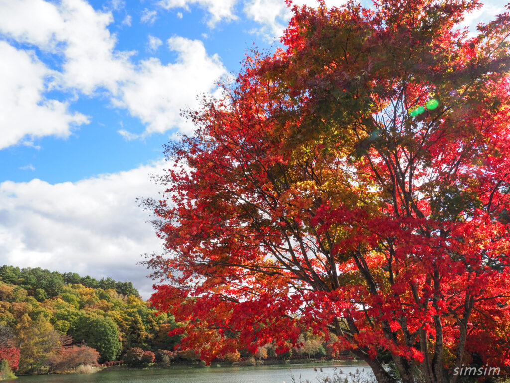 蓼科湖　紅葉